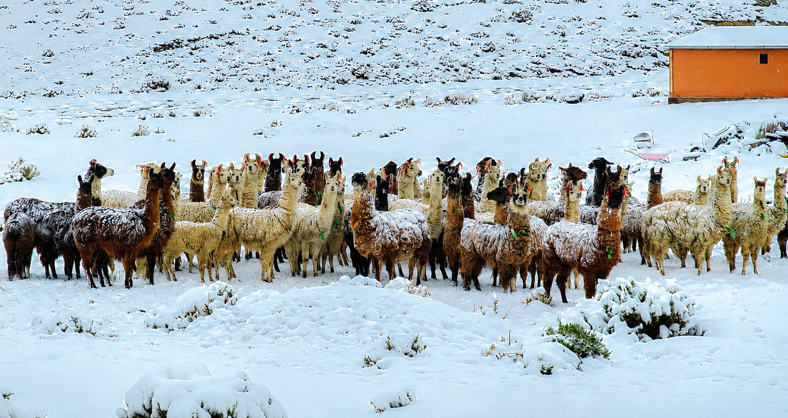 GANADO CAMELIDO AFECTADA POR NEVADAS